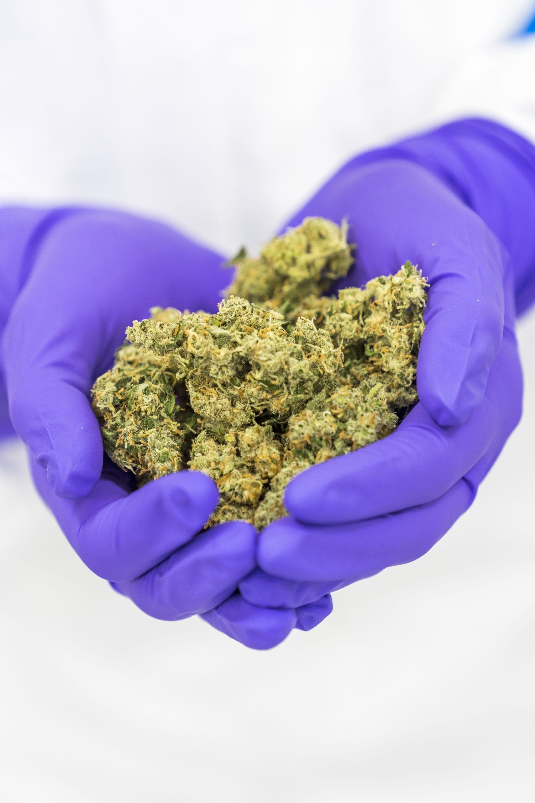 Bedrocan CBD